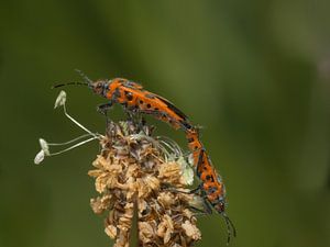 Fixés les uns aux autres