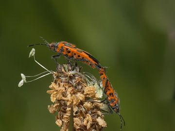 aneinander befestigt von JacQ