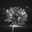 Un gerbera noir / blanc par WeVaFotografie Aperçu