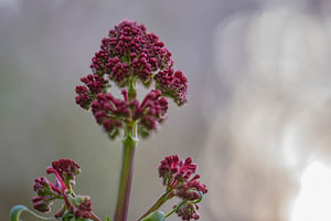 Baldrian-Blume