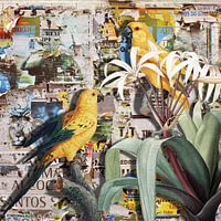 Street Art Parrots