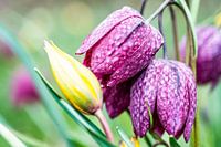 Kievitsbloem vergezeld door een bostulp.