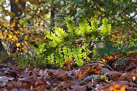 Backlight by Henrico Fotografie