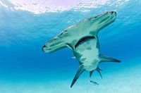 Hammerhead smile