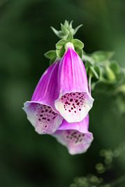 Foxglove in purple by Julia Strube - graphics