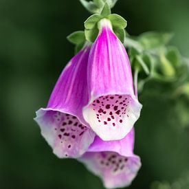 Foxglove in purple by Julia Strube - graphics