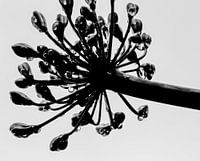 Agapanthus
