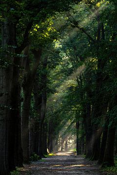 A beautiful forest path, plenty of sunshine (Jacob's ladder).