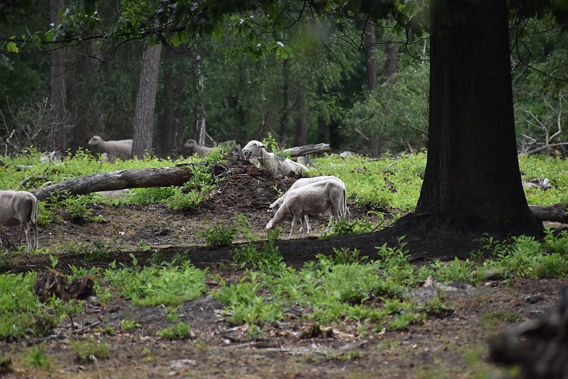 Tierreich in Bildern von Nick van Dinteren