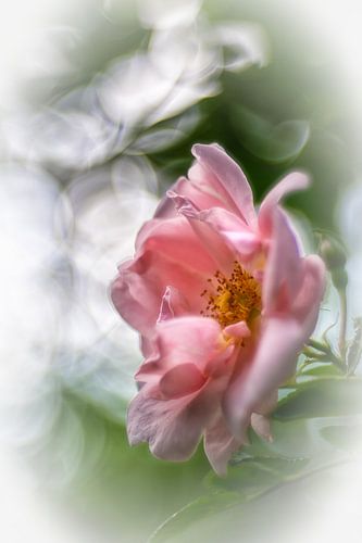 Rose im sanften Licht