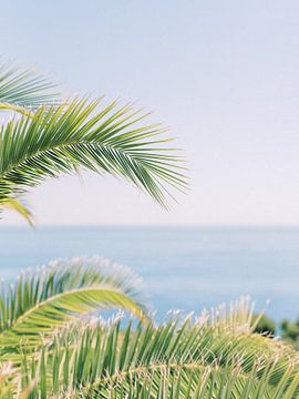 Palmbomen naast het strand op Ibiza van Youri Claessens