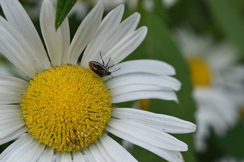 Een madeliefjebloem in de tuin