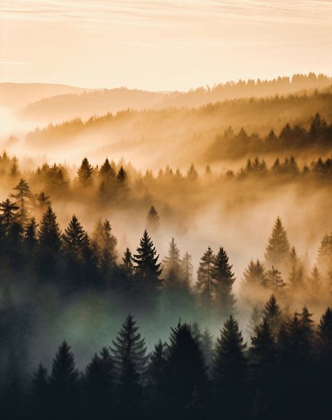 Mystieke zonsopgang in het herfstbos van fernlichtsicht