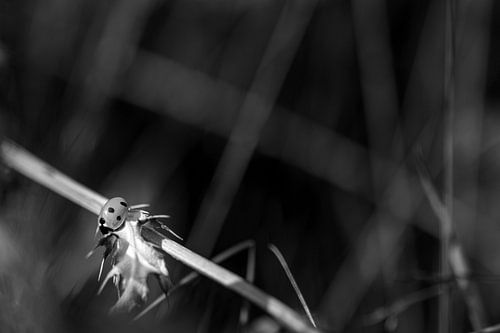 Einsamkeit von Lianne van Dijk