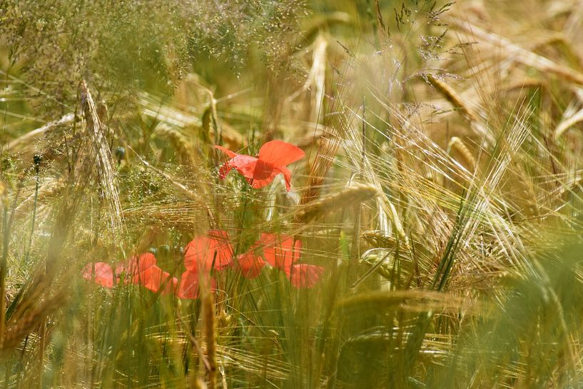 Mohnblumen von Ingrid de Vos - Boom
