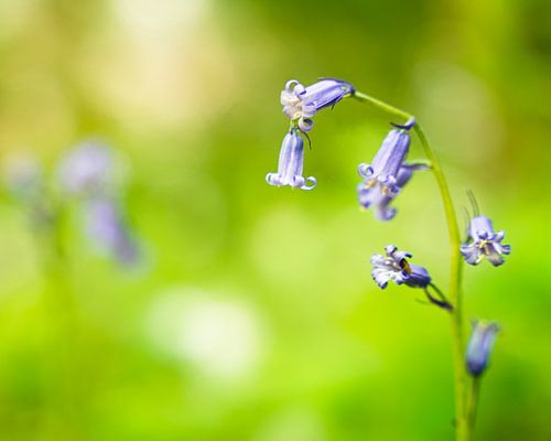 Hyazinthe im Hallerbos