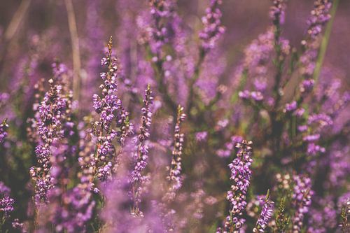 Flowering purple, pink heather. Bargerveen, Drenthe. Nature photography