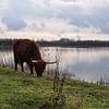 Schotse Hooglander graast langs het meer van Heleen de Silva