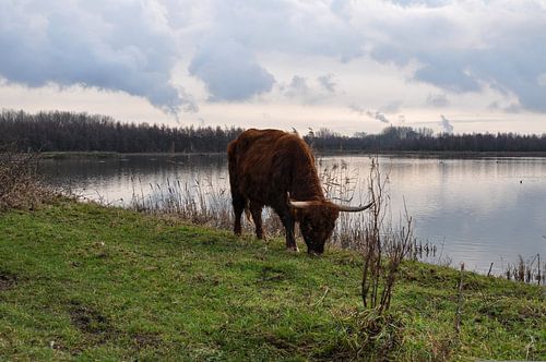 Schotse Hooglander graast langs het meer