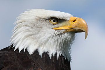 Amerikaanse Zeearend (Haliaeetus leucocephalus) van Ronald Pol