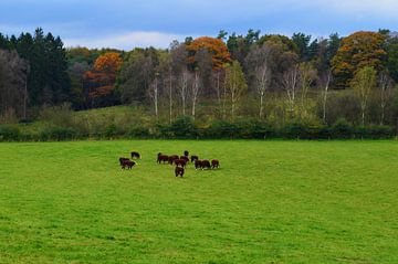 Bosrijk landschap met koeien  van Vicky  Janssen