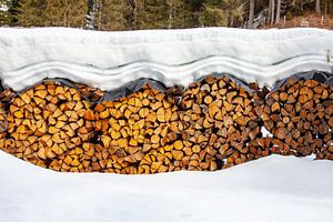 Holzstämme im Winterkleid