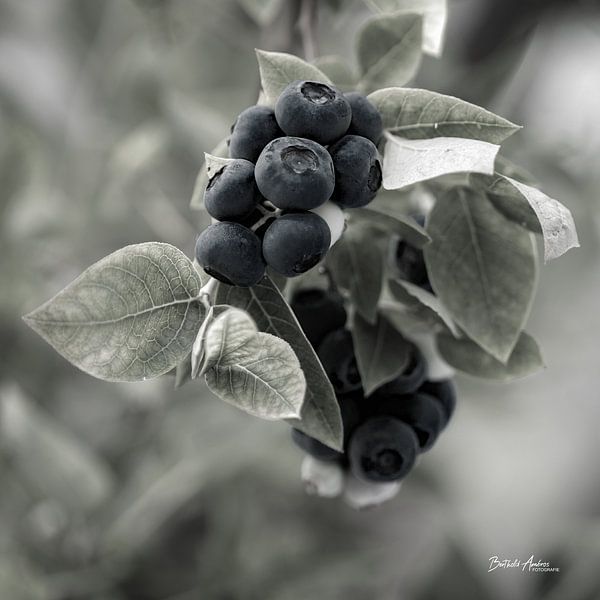 Bosbessen met een zachte uitstraling van Berthold Ambros