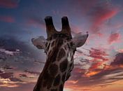 Girafe en Afrique par HGU Foto Aperçu