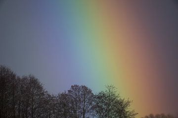 Extreme close up of rainbow behind line of trees by Robert Ruidl