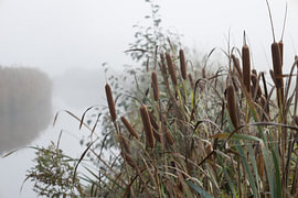 Nebelverhülltes Ufer mit Spinnennetz im Schilf von Heidi Bol
