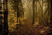 Le murmure des feuilles