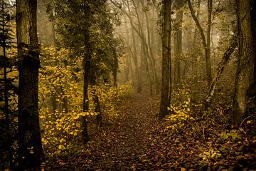 The whispering of the leaves by Nicole Schmidt
