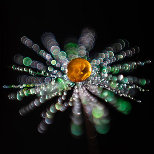 Oranje drup op een pluisje