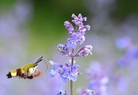 La couleur dans le jardin