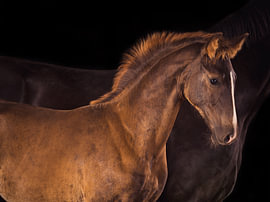 Fohlen im Porträt – warmes Licht auf Bürstenmähne und Blesse von Laura Georgi Tier- und Ladschaftsfotografie