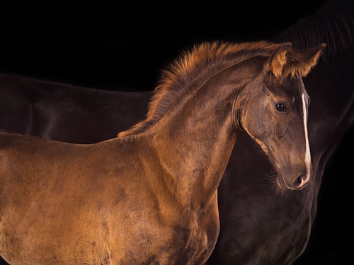 Een veulen in beeld – warm licht op de borstelige manen en de bles