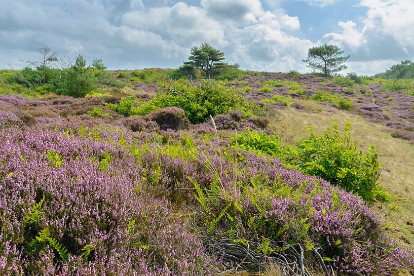 Blossoming heather plants in the dunes by Sjoerd van der Wal Photography