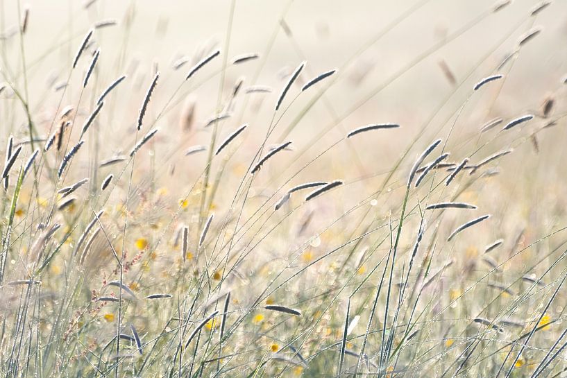 Flowering grassland by Kaat Dirckx