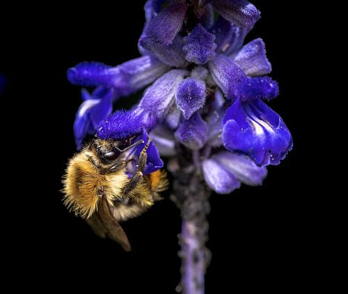 Veldhommel op een blauwe bloem