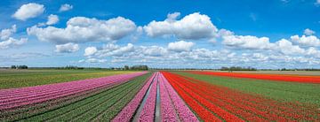 Tulpenveld panorama tijdens de lente van bovenaf gezien van Sjoerd van der Wal Fotografie