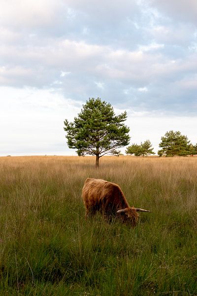 Grazing Scottish Highlander by Geerten Teekens
