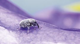 Tiny in purple van Margriet Louwen