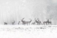 Edelherten in de sneeuw. van Albert Beukhof thumbnail
