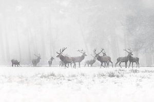 Rothirsche im Schnee.