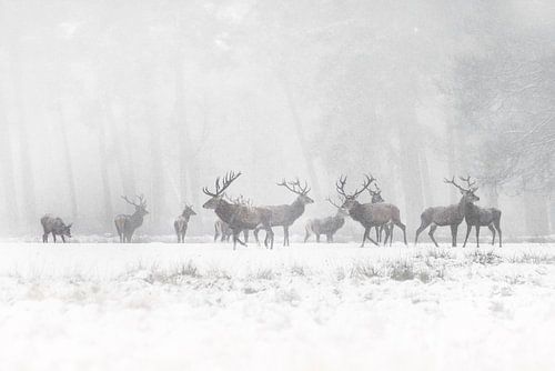 Un cerf rouge dans la neige.