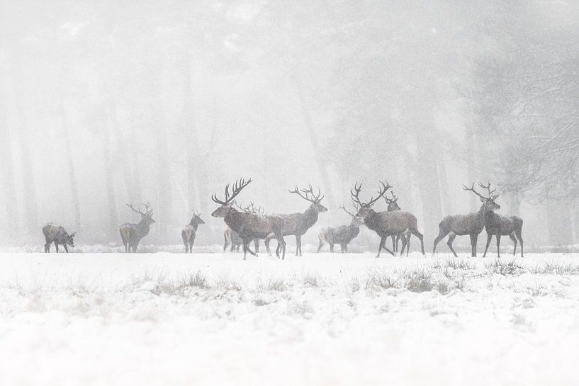 Edelherten in de sneeuw. van Albert Beukhof
