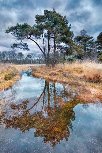 Trees reflected in a pond during twilight with dramatic clouds