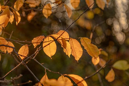 De herfstkleurige bladeren in de zon die ondergaat.