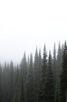 Forest in the fog