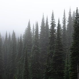 Wald im Nebel von Rauwworks